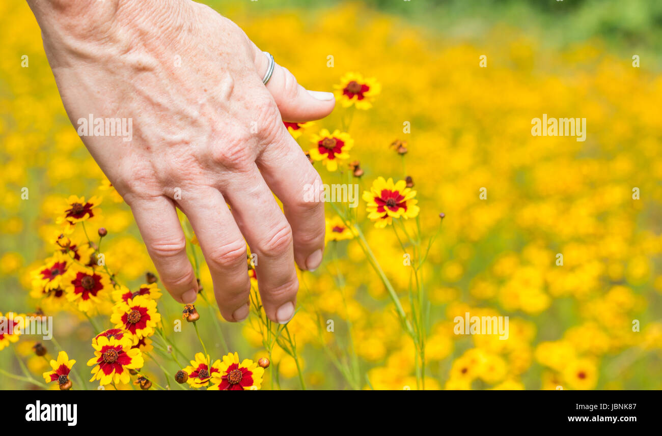 Horizontale Foto der Rückseite des eine Reife kaukasischen Frau Hand berühren hellen gelbe und rote Wildblumen in einem Feld der gleichen Wildblumen Stockfoto