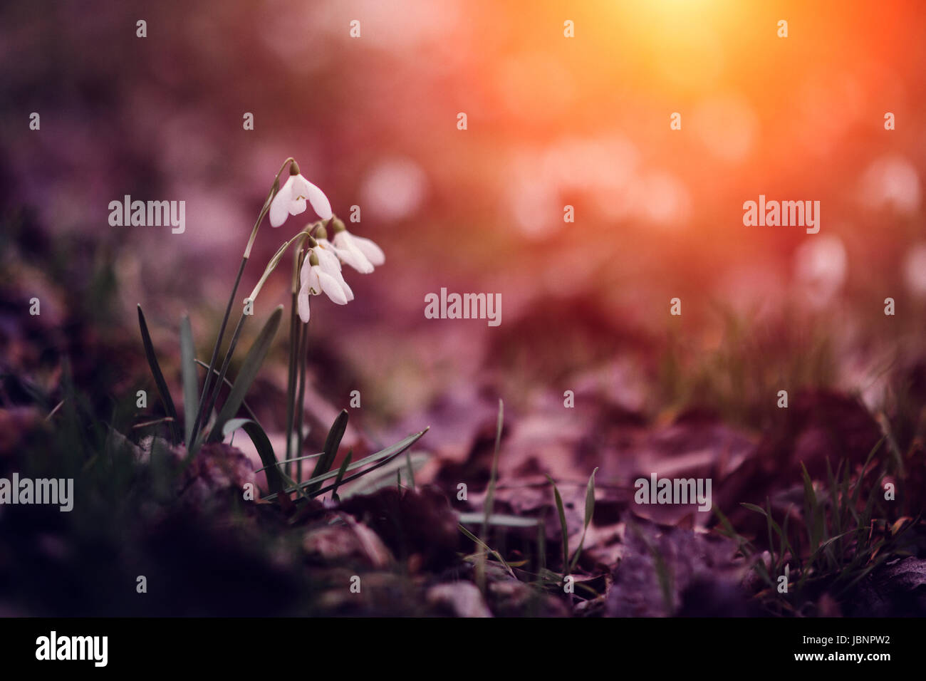 Schneeglöckchen Blume Stockfoto