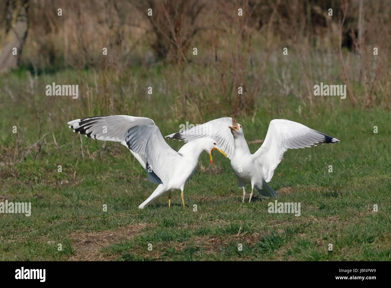 Kaspische Möve (Larus Cachinnans) zwei Altvögel verhält sich aggressiv Donaudelta, Rumänien Stockfoto
