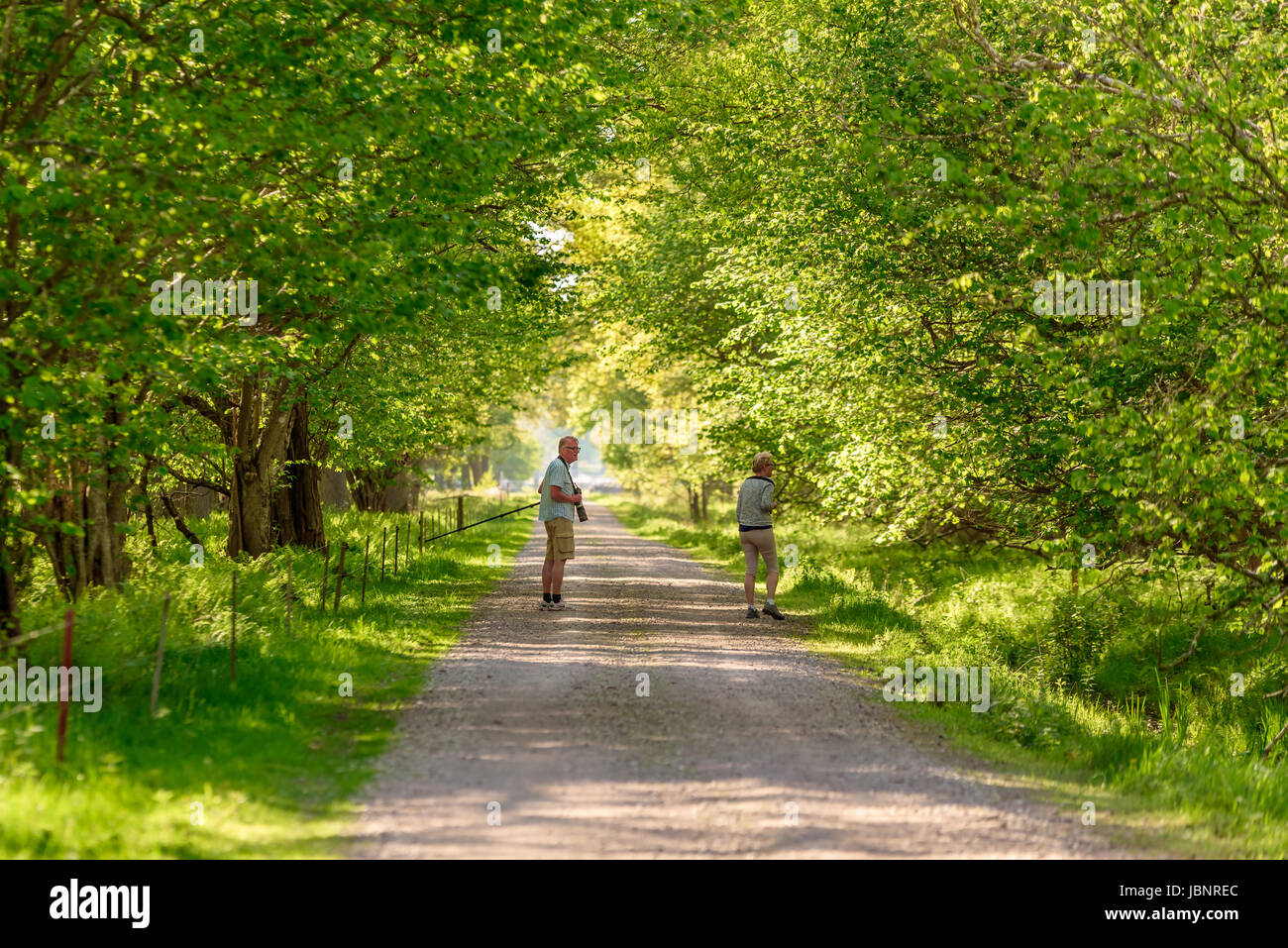 Ottenby, Schweden - 27. Mai 2017: Ökologische Dokumentarfilm. Älteres paar Wandern und Vogelbeobachtung auf gerade schmale Landstraße. Bäume bilden ein tun Stockfoto