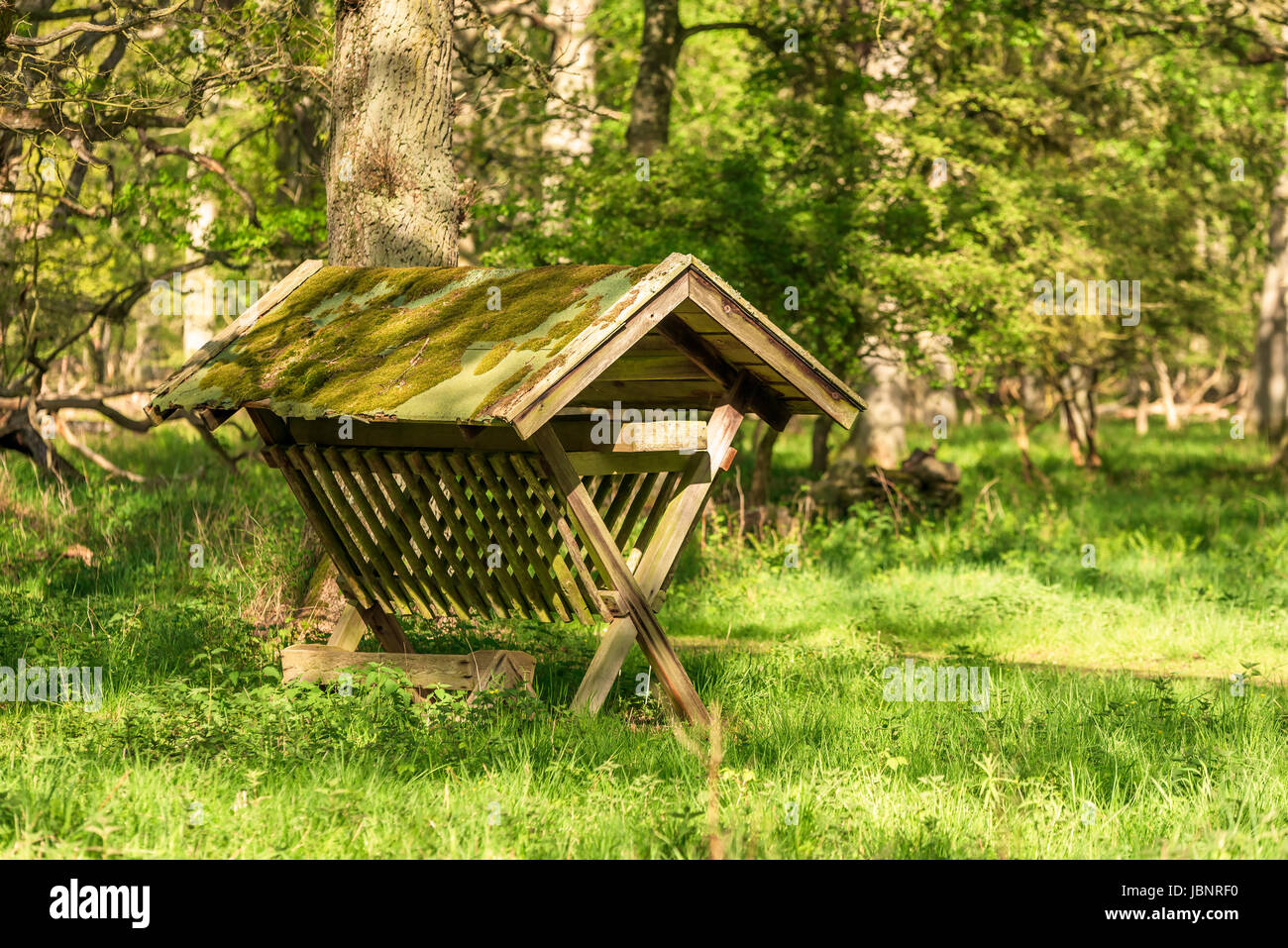 Leeren Futterstelle für Rotwild und Vieh in den Wald. Stockfoto