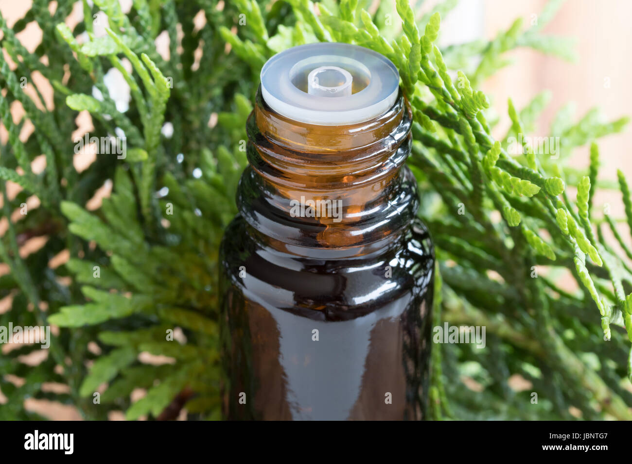 Thuja pflege Fotos und Bildmaterial in hoher Auflösung Alamy