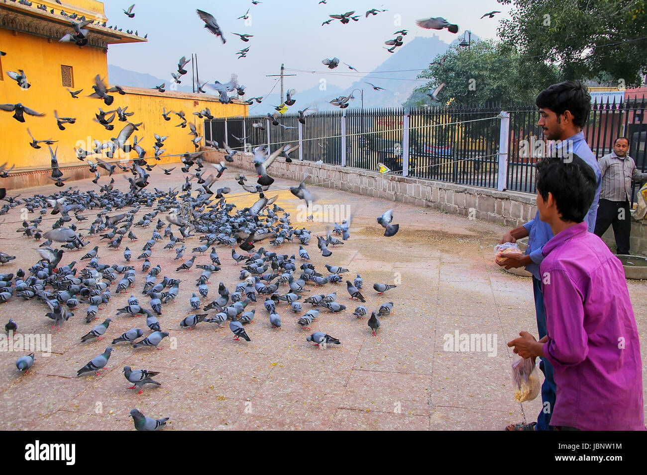 Tauben füttern Menschen vor Ort in der Nähe von Amber Fort in Rajasthan, Indien. Amber Fort ist die wichtigste touristische Attraktion in der Umgebung von Jaipur. Stockfoto