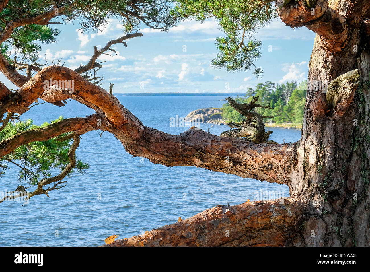 Nahaufnahme aus Pinienrinde mit Landschaft am strahlenden Sommertag in Finnland Stockfoto