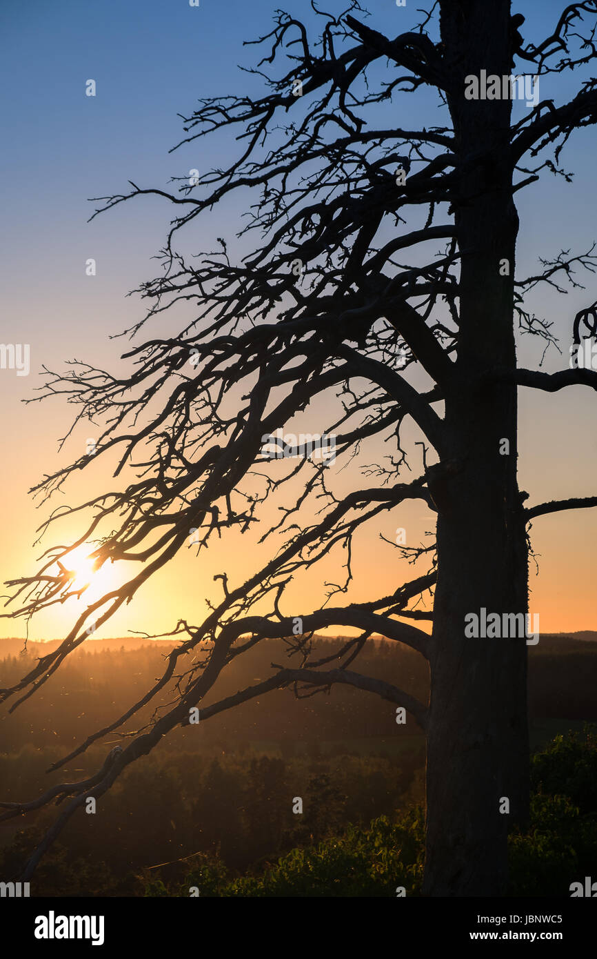 Malerische Landschaft mit Baumstamm am ruhigen Abend Stockfoto