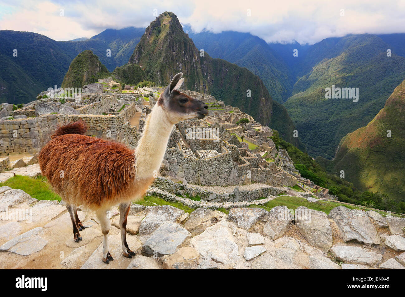 Lama, stehend in Machu Picchu übersehen in Peru. Im Jahr 2007 wurde Machu Picchu von der neuen sieben Weltwunder gewählt. Stockfoto