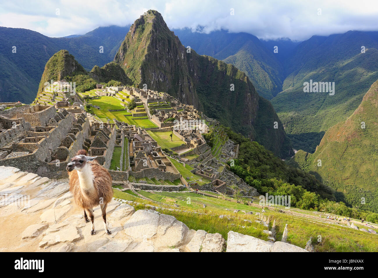 Lama, stehend in Machu Picchu übersehen in Peru. Im Jahr 2007 wurde Machu Picchu von der neuen sieben Weltwunder gewählt. Stockfoto