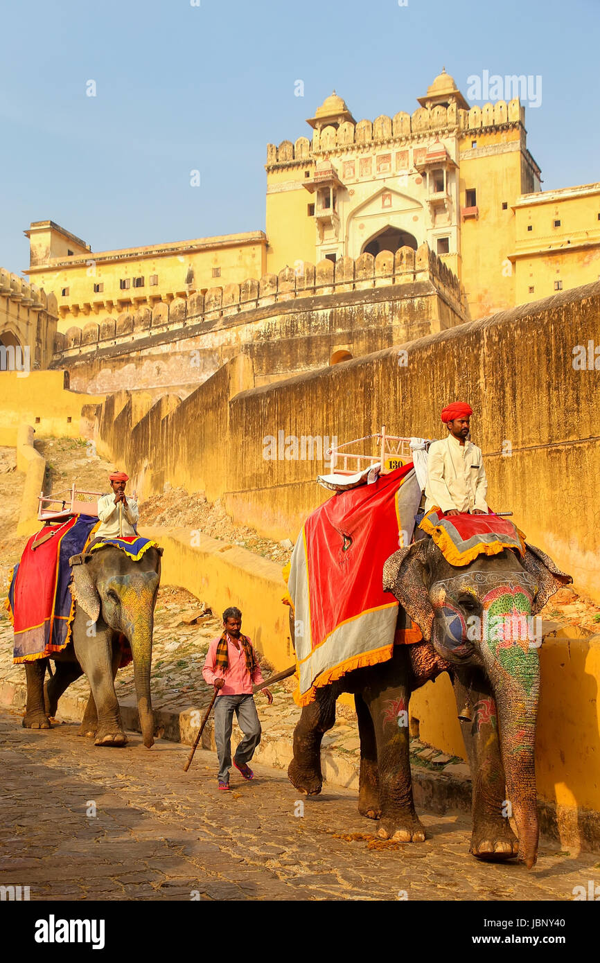 Elefanten gehen auf dem gepflasterten Weg von Amber Fort in Jaipur, Rajasthan, Indien eingerichtet. Elefantenreiten sind beliebte Touristenattraktion in Ambe Stockfoto