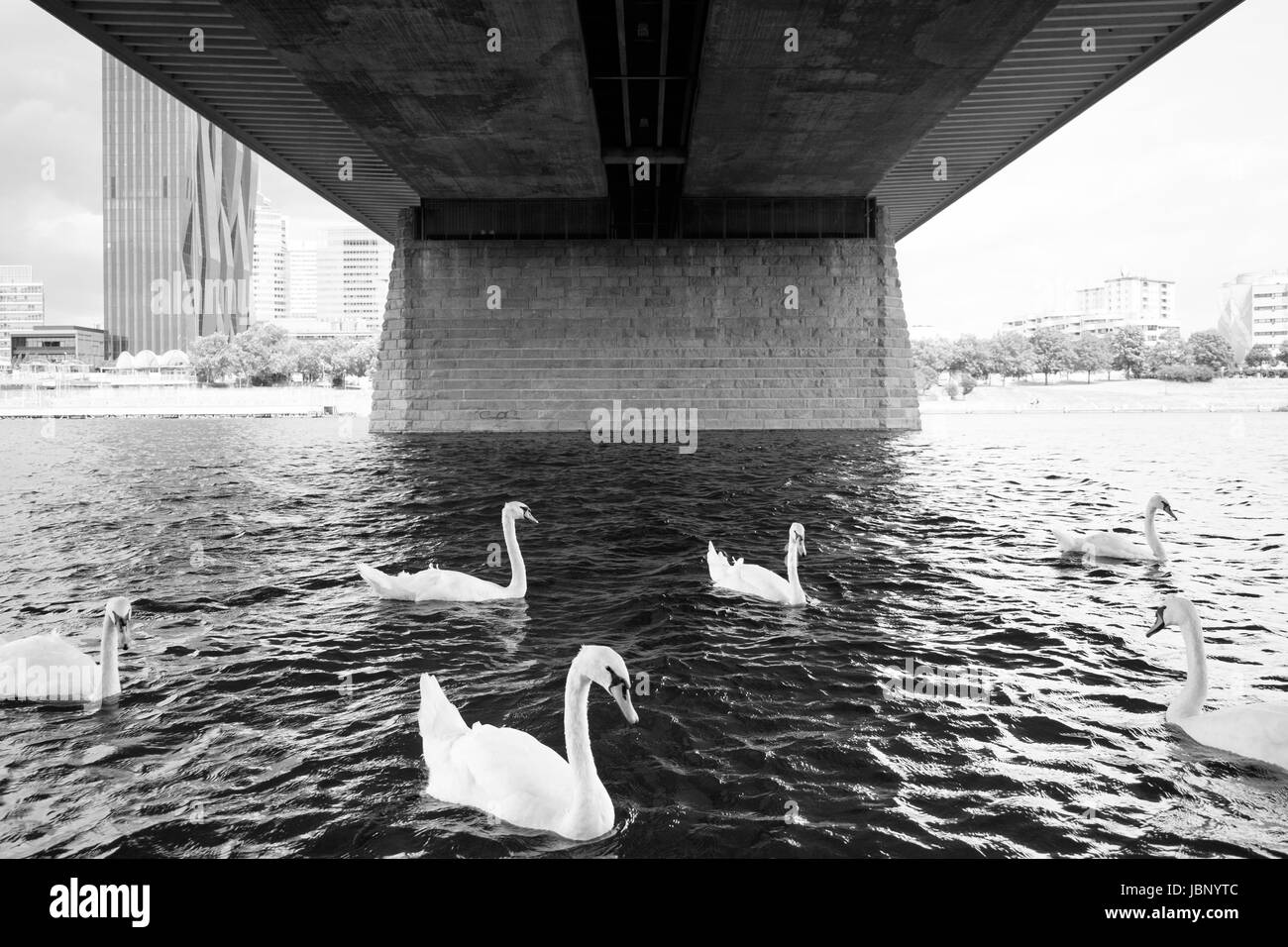 Eine Schar von Schwänen Schwimmen unter einer Brücke über die Donau in Wien, Österreich. Stockfoto