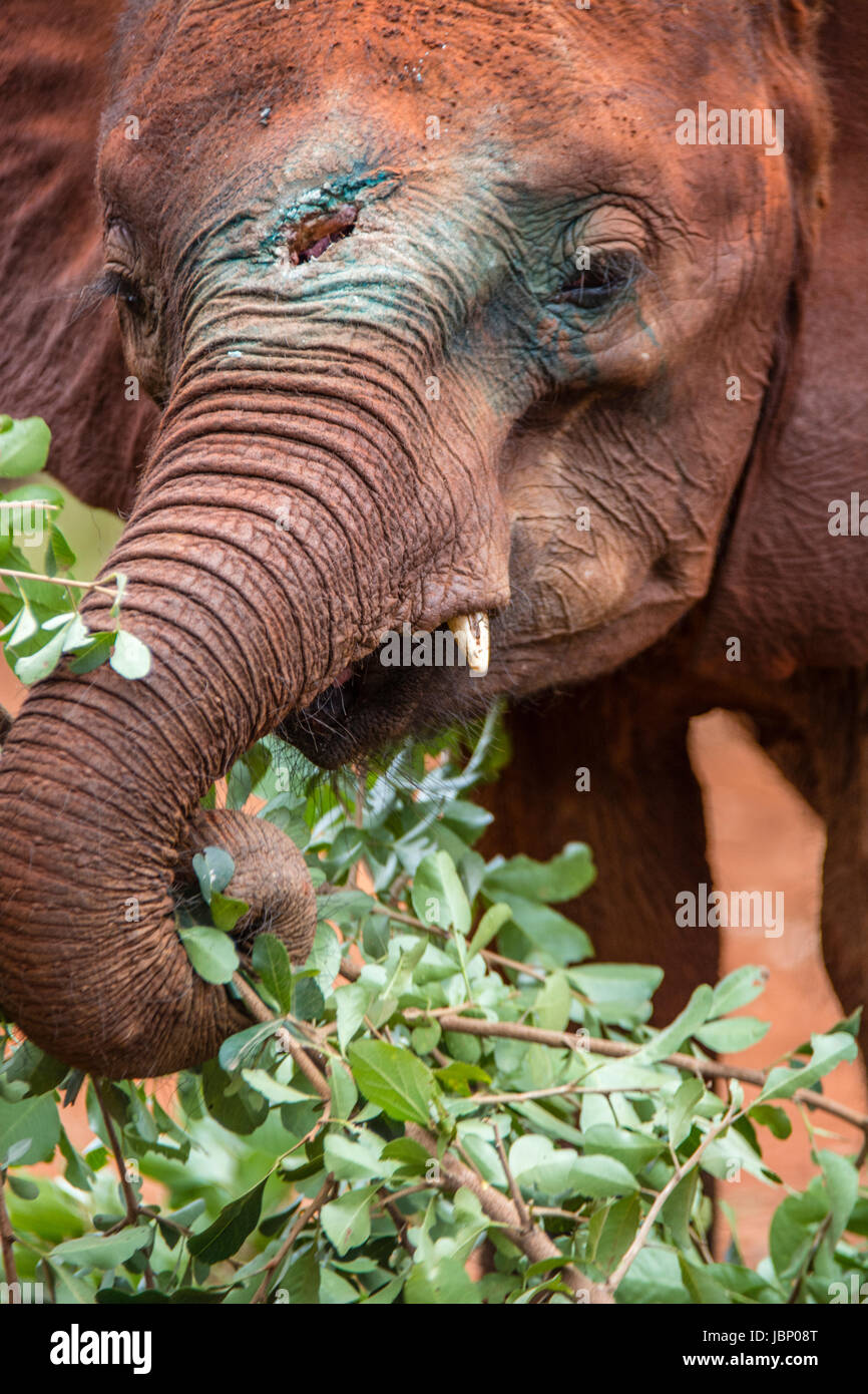 Afrikanischer Elefant Kalb verletzt durch einen Speer während der Wilderei seiner Mutter für ihr Elfenbein, Sheldrick Elephant Orphanage, Nairobi, Ost-Afrika. Stockfoto