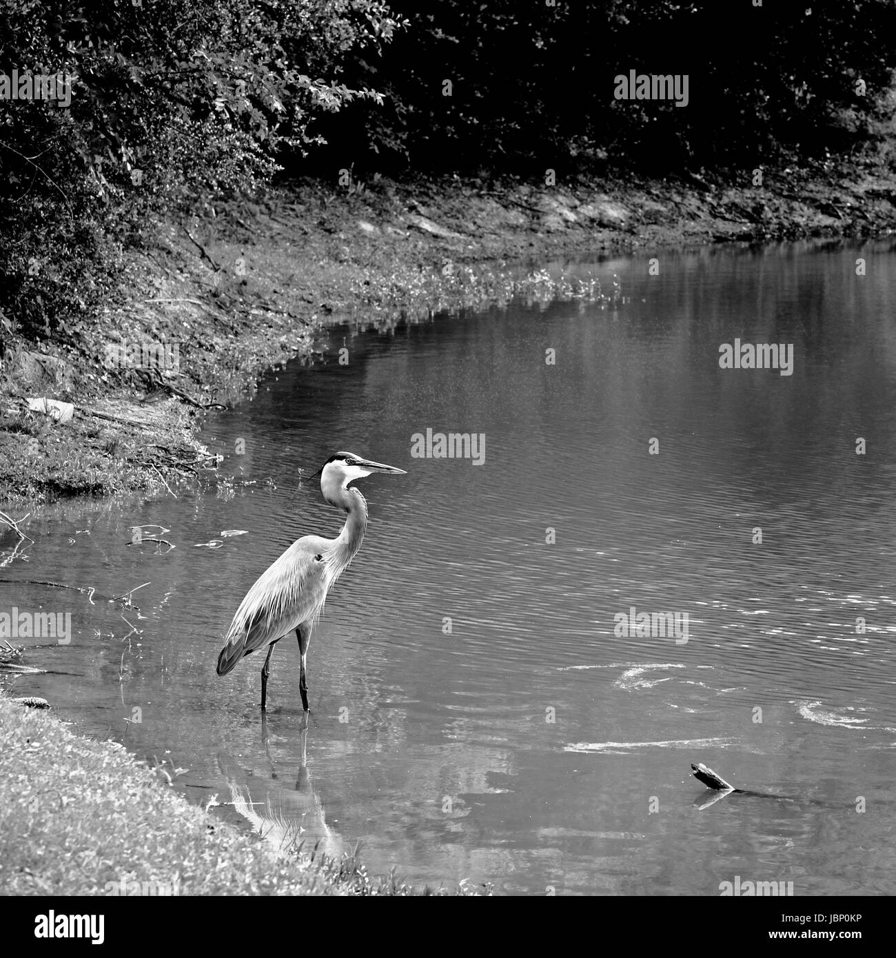 Frühling TX USA - 16. April 2017 - Great Blue Heron in Hals zog sich zurück B&W Stockfoto