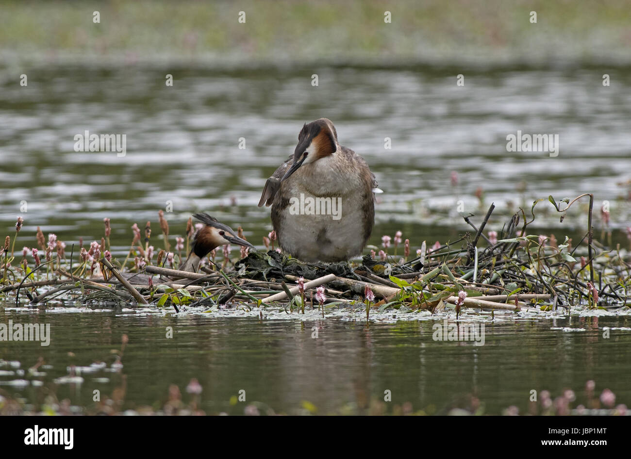 Great Crested Haubentaucher-Podiceps Cristatus am Nest. UK Stockfoto