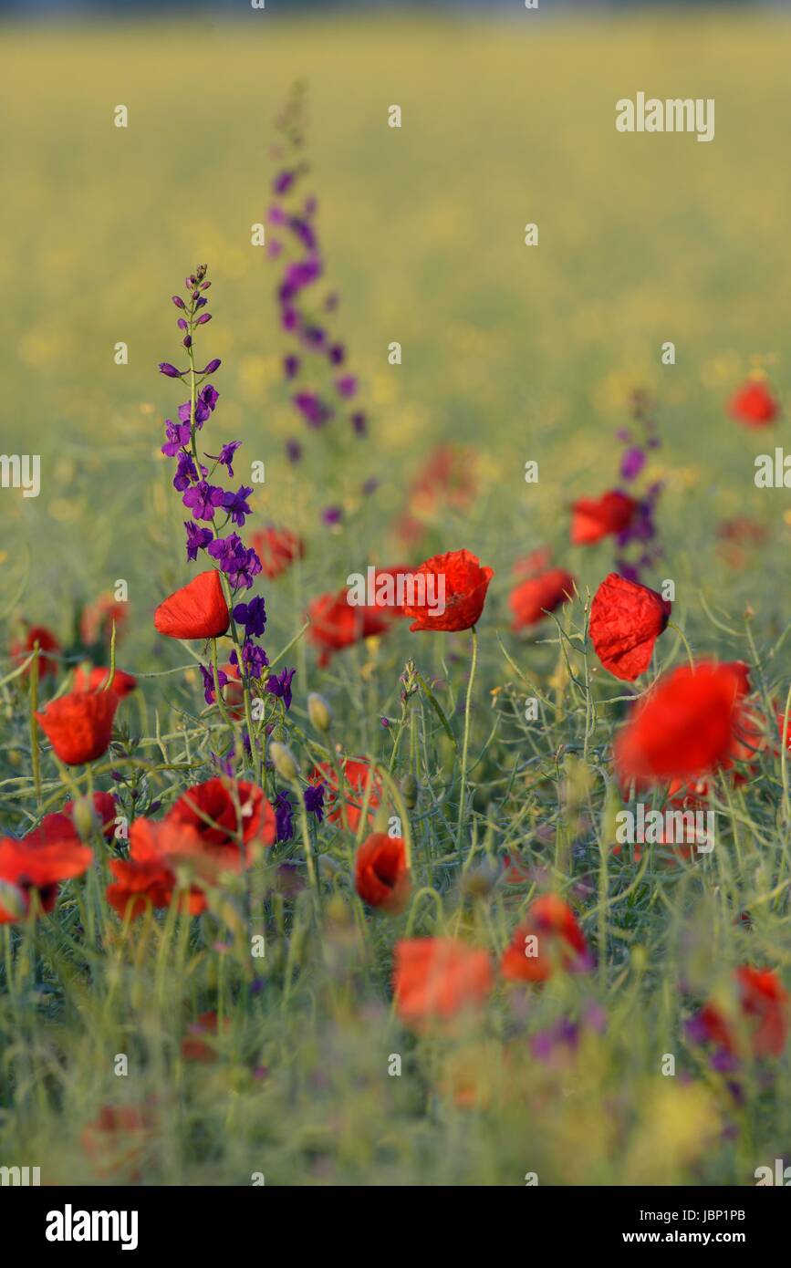 Rote Mohnblumen zwischen lila Blüten bei Sonnenaufgang Stockfoto