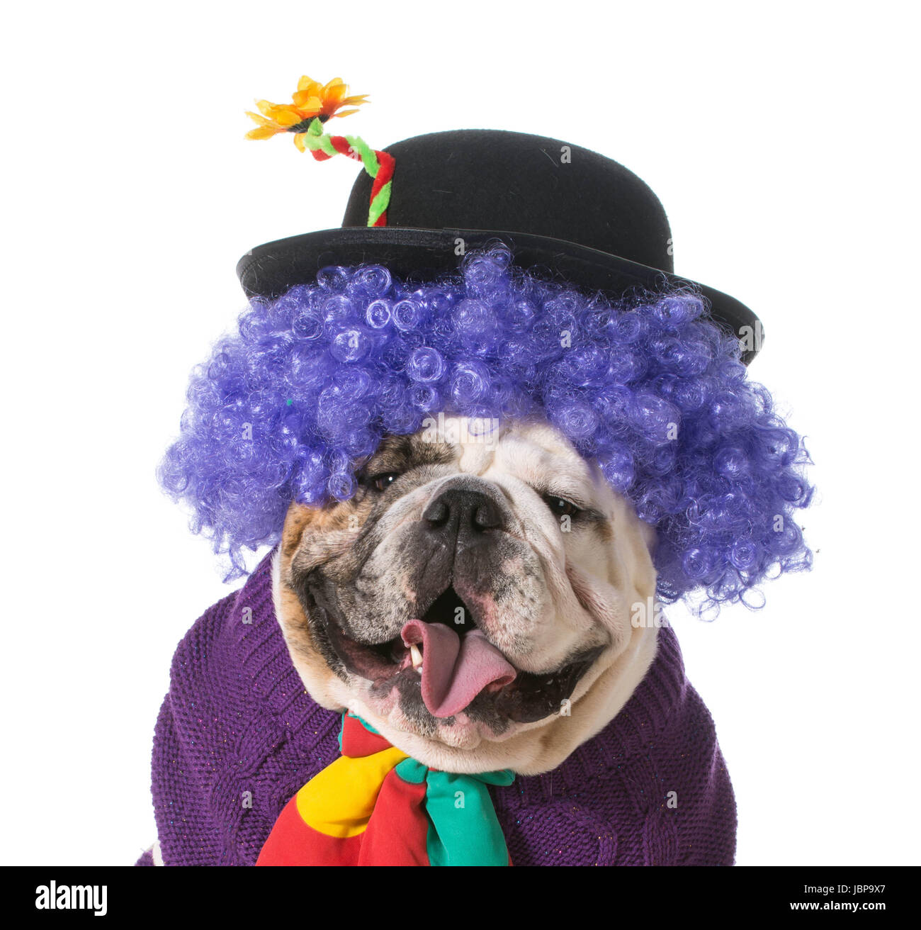 dumme Hund trägt Clownskostüm auf weißem Hintergrund - englische Bulldogge Stockfoto