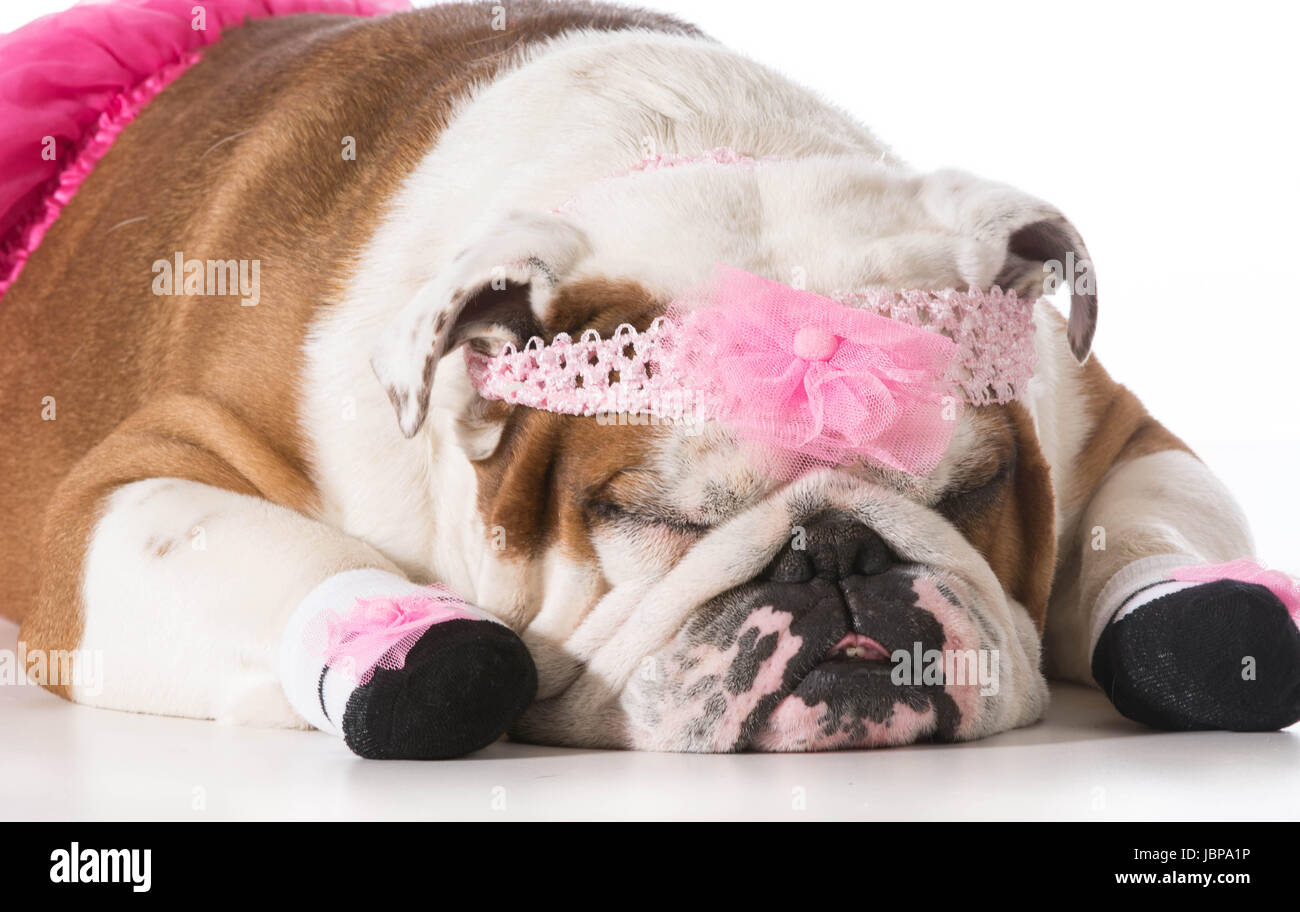 Hund, gekleidet wie eine Ballerina - englische Bulldogge Stockfotografie -  Alamy