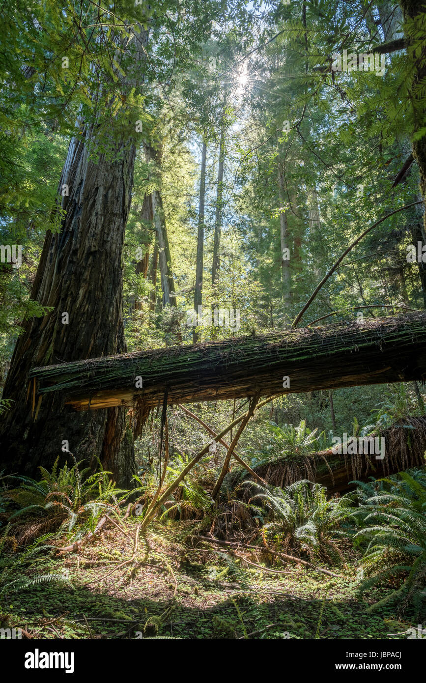 Umgestürzter Baum in einem Redwood-Wald, Redwood National Park, Kalifornien. Stockfoto