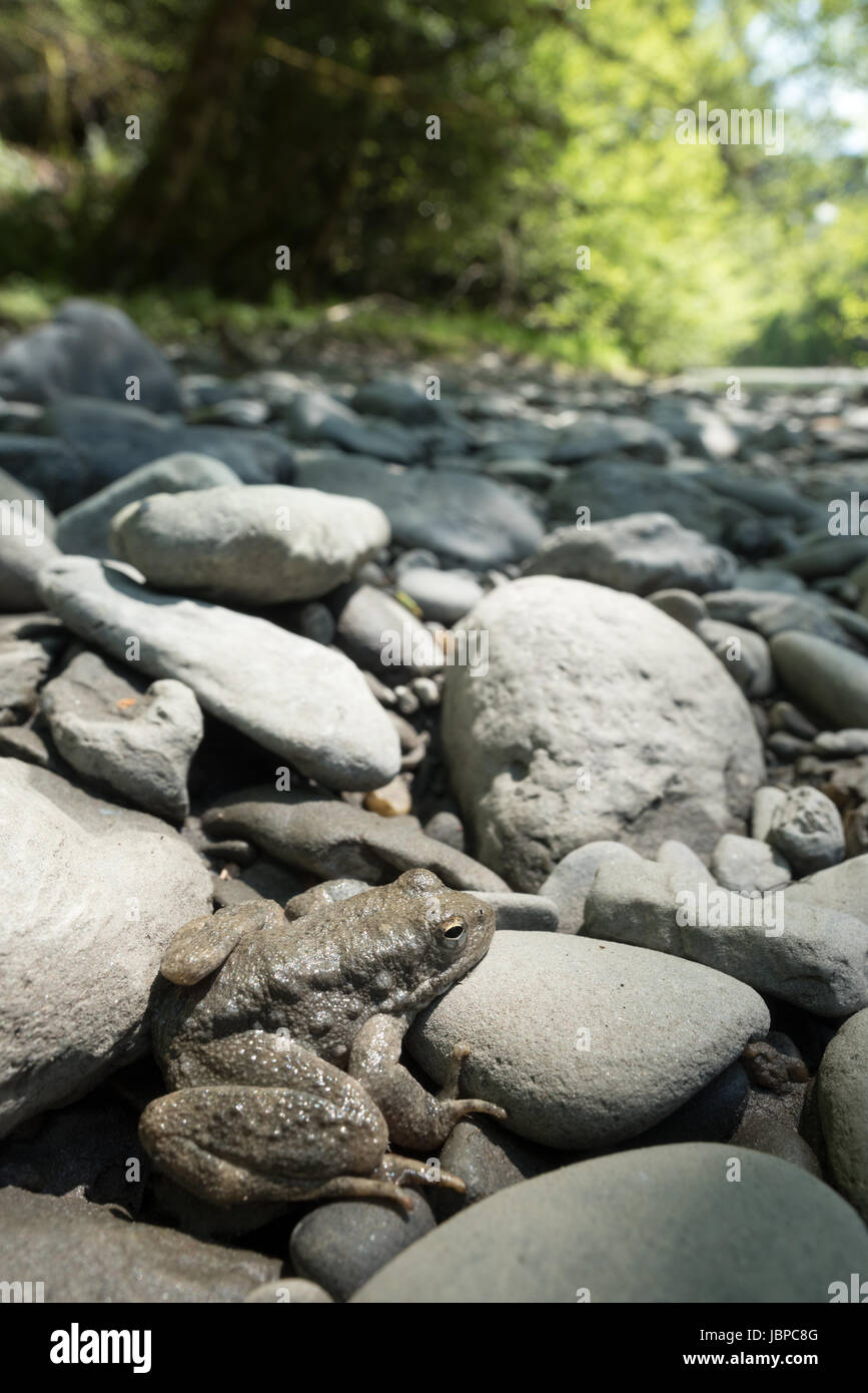 Kröte auf einer Kiesbank am Redwood Creek im Redwood National Park, Kalifornien. Stockfoto