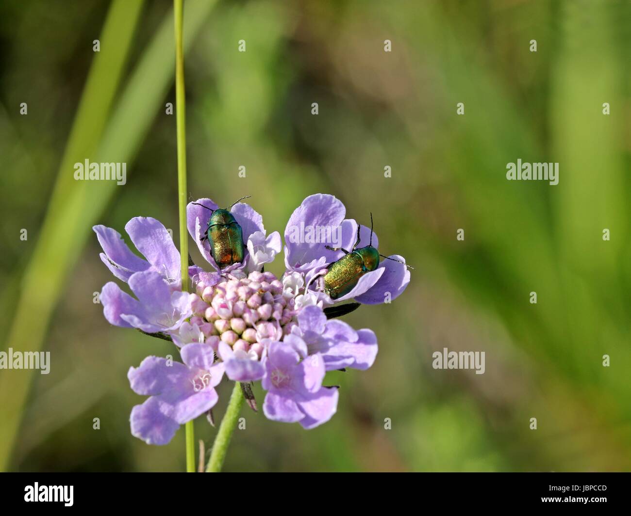 Zwei seidige Fall Käfer (cryptocephalus sericeus) auf Feld-witwenblume (knautia arvensis) Stockfoto