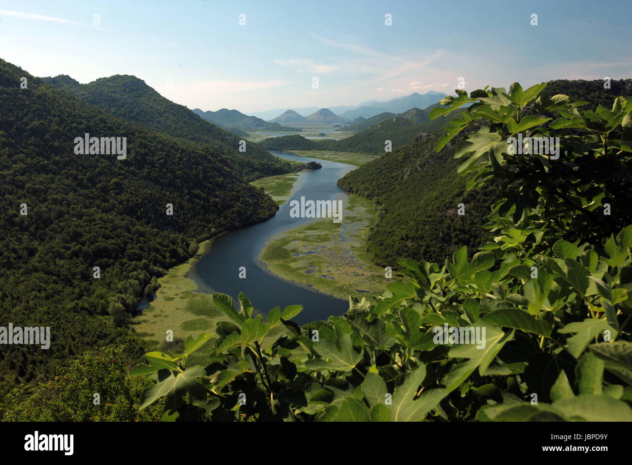 Landschaft Mit Dem Ufer des Skadar See Oder sterben Skadarsko Jezero Bei Rijeka Crnojevica in Montenegro in Europa. Stockfoto