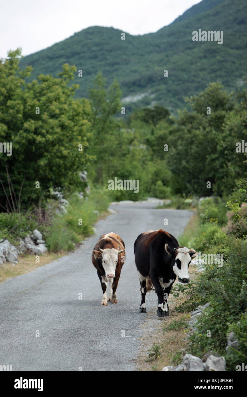 Bergstraße Und Landschaft schlug Dem Ufer des Skadar See Oder sterben Skadarsko Jezero Bei Godinjei in Montenegro in Europa. Stockfoto