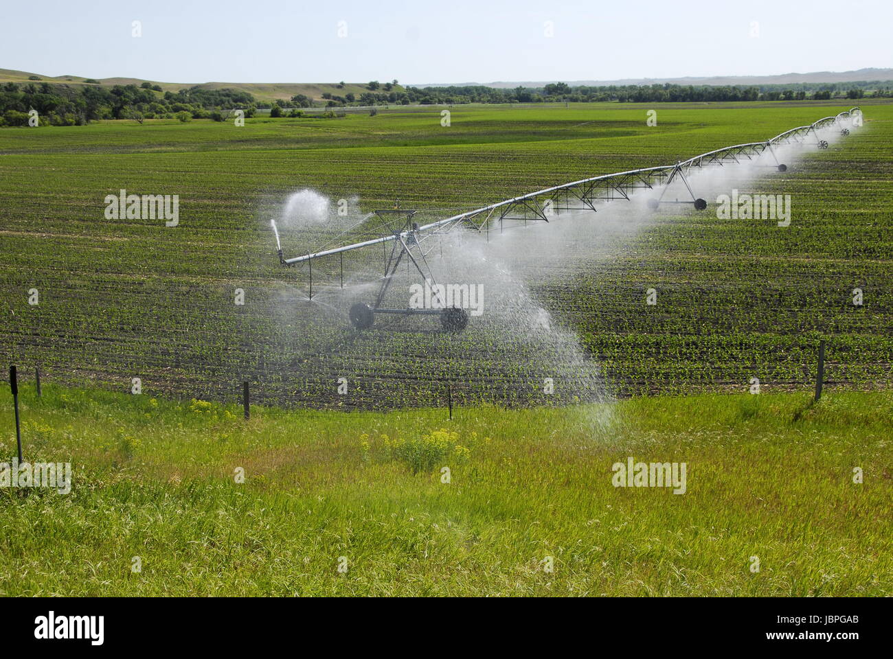 Drehmittelpunkt Bewässerung Bewässerung pflanzen. in North Dakota. Stockfoto
