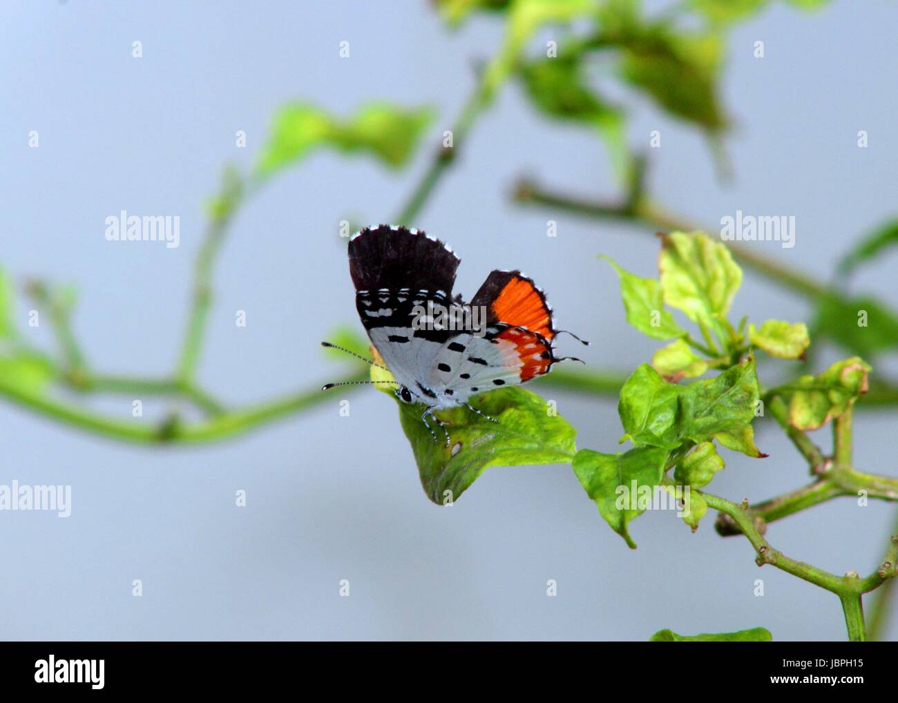ein wunderschöner kleiner Schmetterling in einem Hausgarten in Sri Lanka Stockfoto