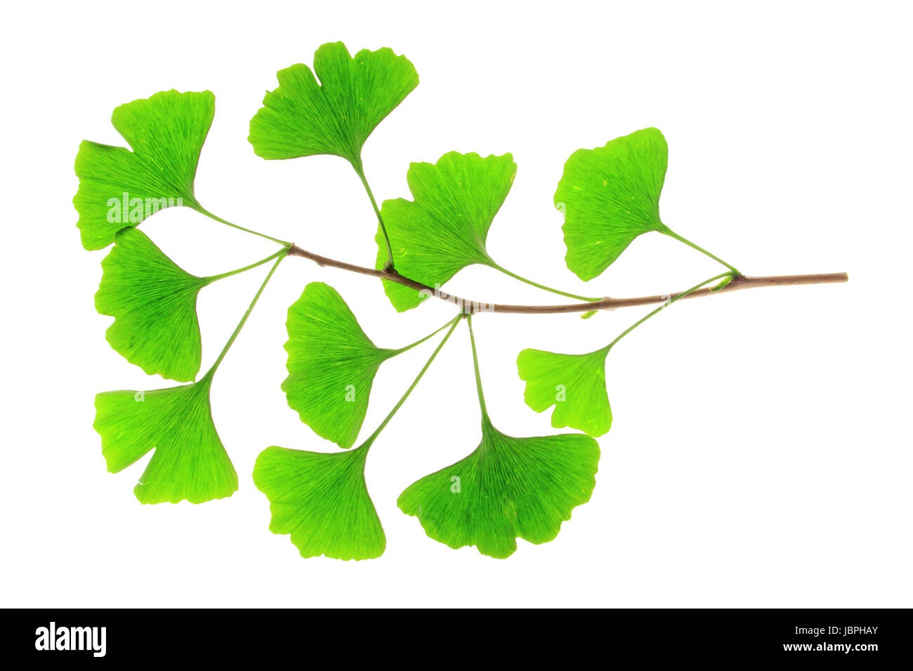 Zweig Mit Frischen, Grünen Feierstimmung Im Frühling des Ginkgo-Baumes (Ginkgo Biloba) Freigestellt Vor Weißem Hintergrund Stockfoto