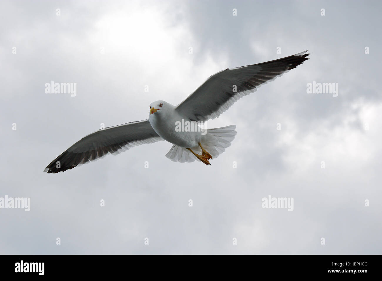 fliegende Möwe Stockfoto