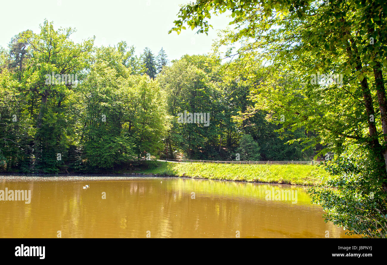 Brauner Waldsee Mit Enten Zwischen Saftig Grüner Umgebung Stockfoto