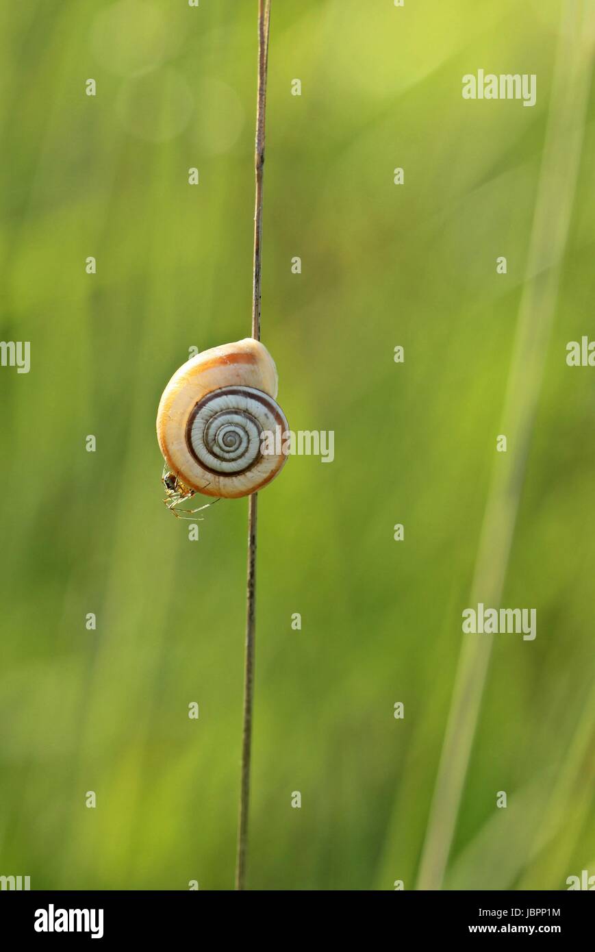 Western heide Schraube mit Spinne im Gegenlicht Stockfoto