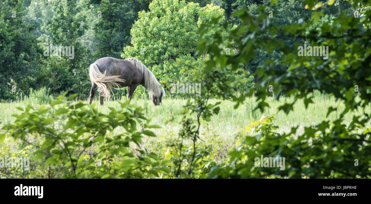 Schönes graues Pferd mit blonden Haupt- und Heckrotorblätter in einem grünen, bewaldeten Bereich. Stockfoto