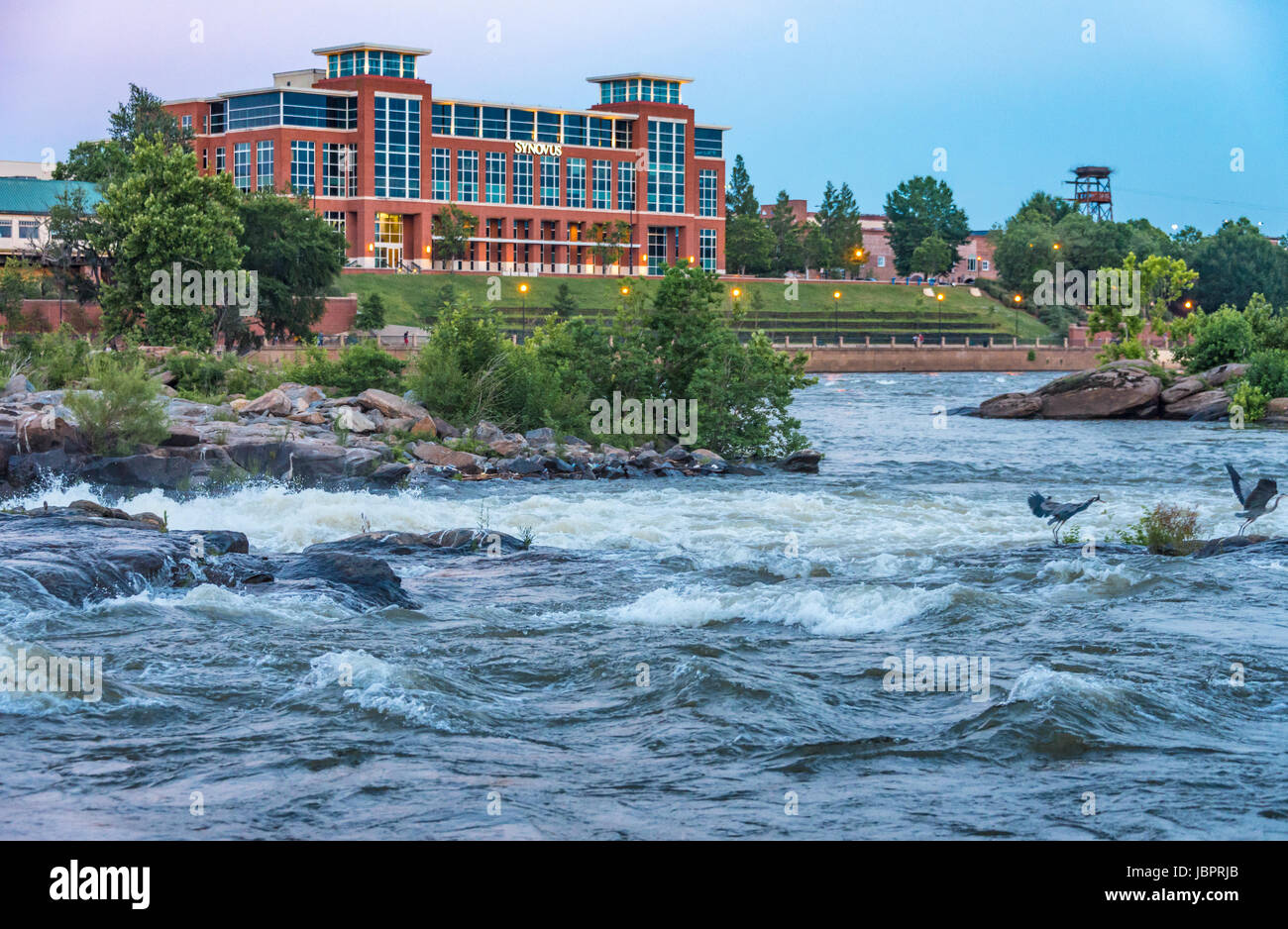 Große blaue Reiher am Chattahoochee River in der schönen Uferpromenade Uptown Bezirk von Columbus, Georgia, USA. Stockfoto