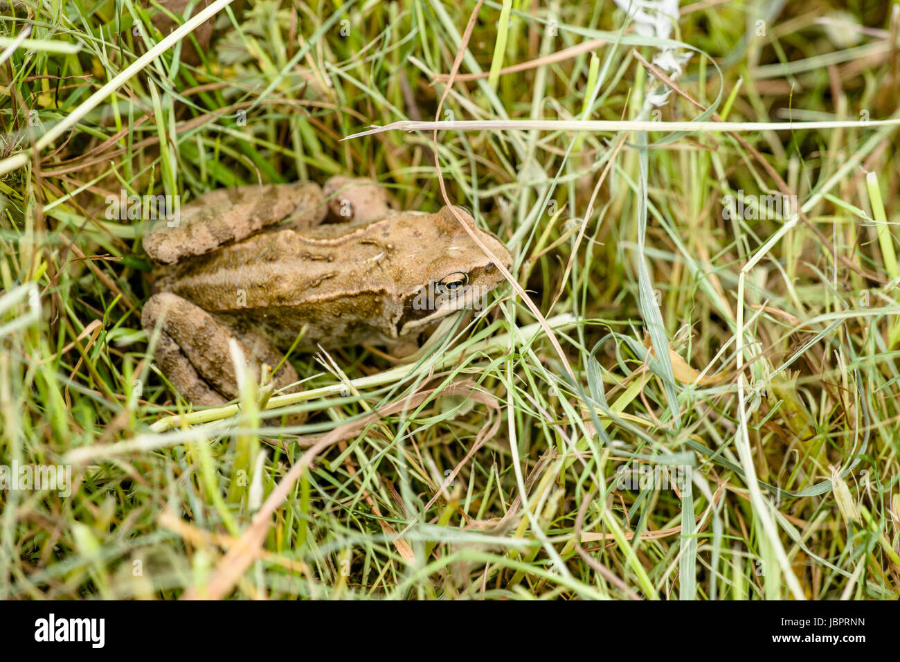Hochauflösende Fotos in bester Qualität Stockfoto