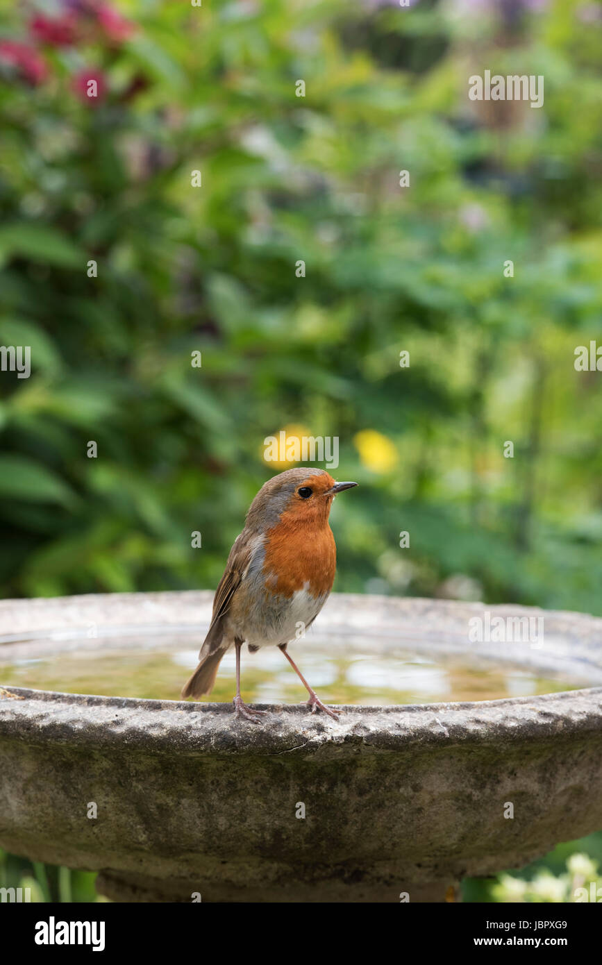 Erithacus Rubecula. Robin auf ein Vogelbad Stockfoto