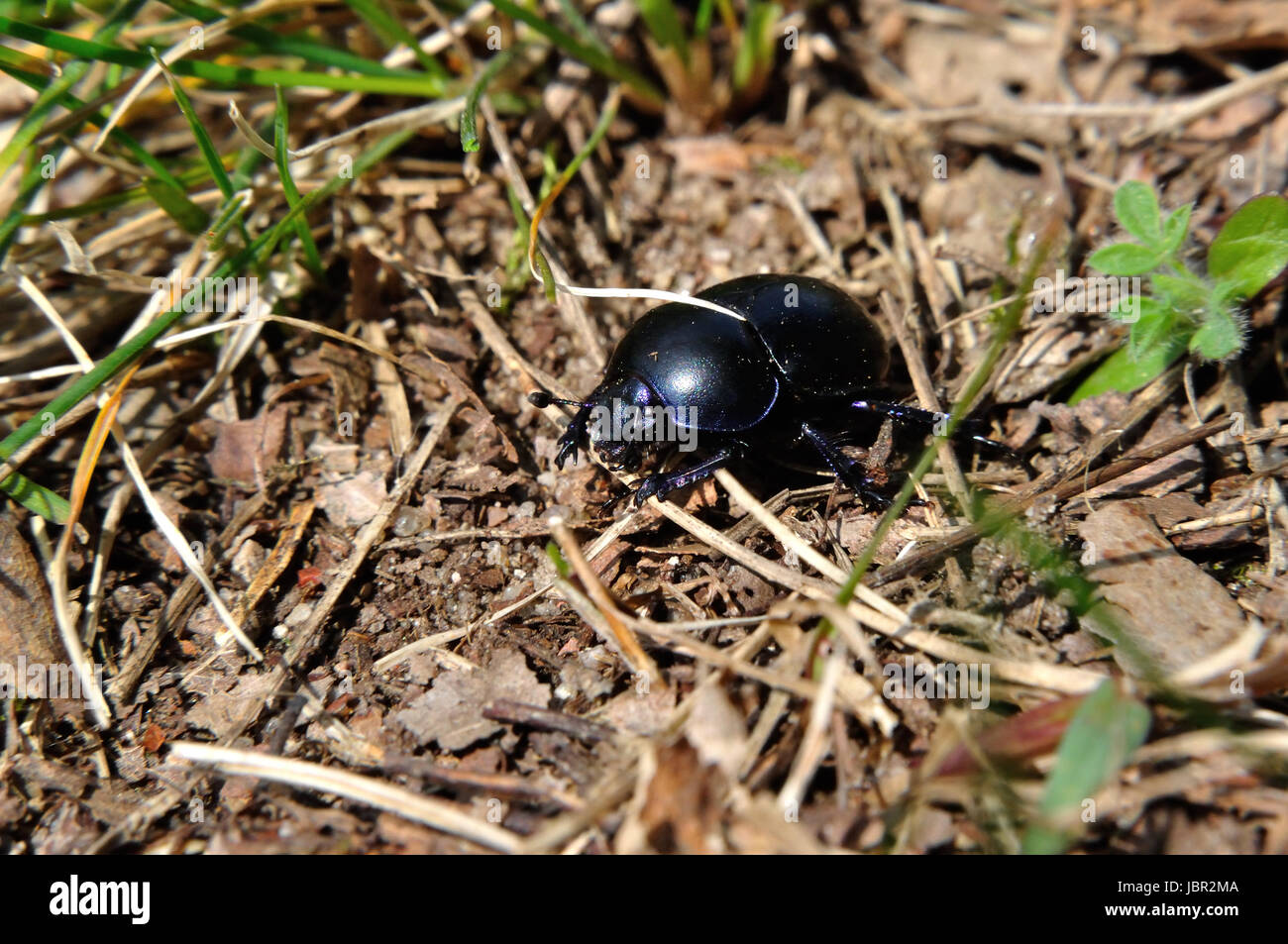 Alltagsrealität (Geotrupidae) Im Naturschutzgebiet Hullerbusch Nahe Carwitz Stockfoto