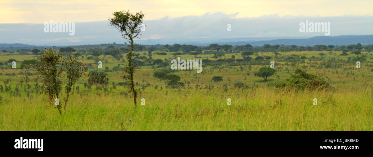 Ein Blick über eine ugandische Tal bedeckt im Grün der Bäume und Gräser. Stockfoto