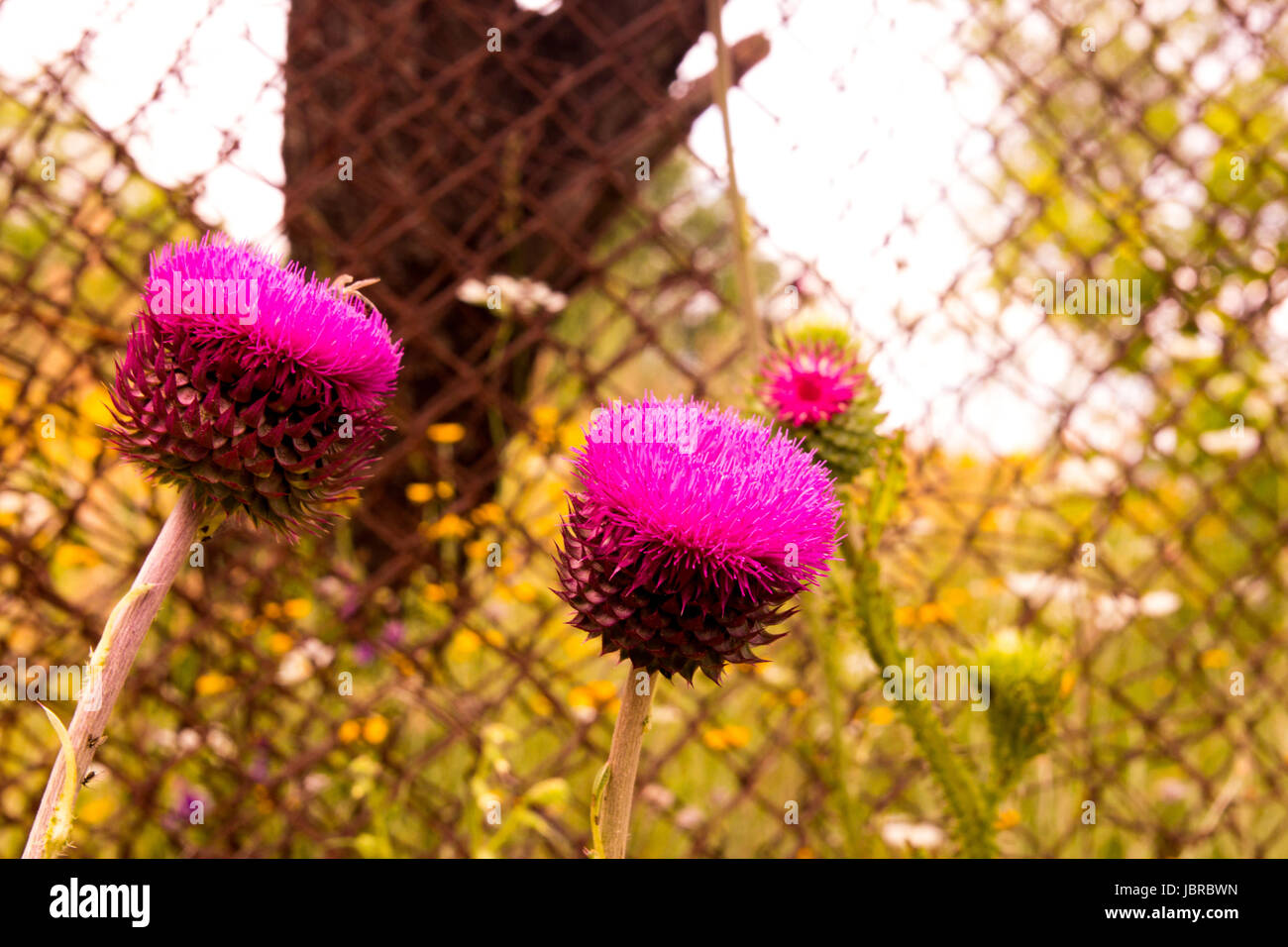 Distel Knospen und Blüten auf einer Sommerwiese. Distel Blumen ist das Symbol von Schottland