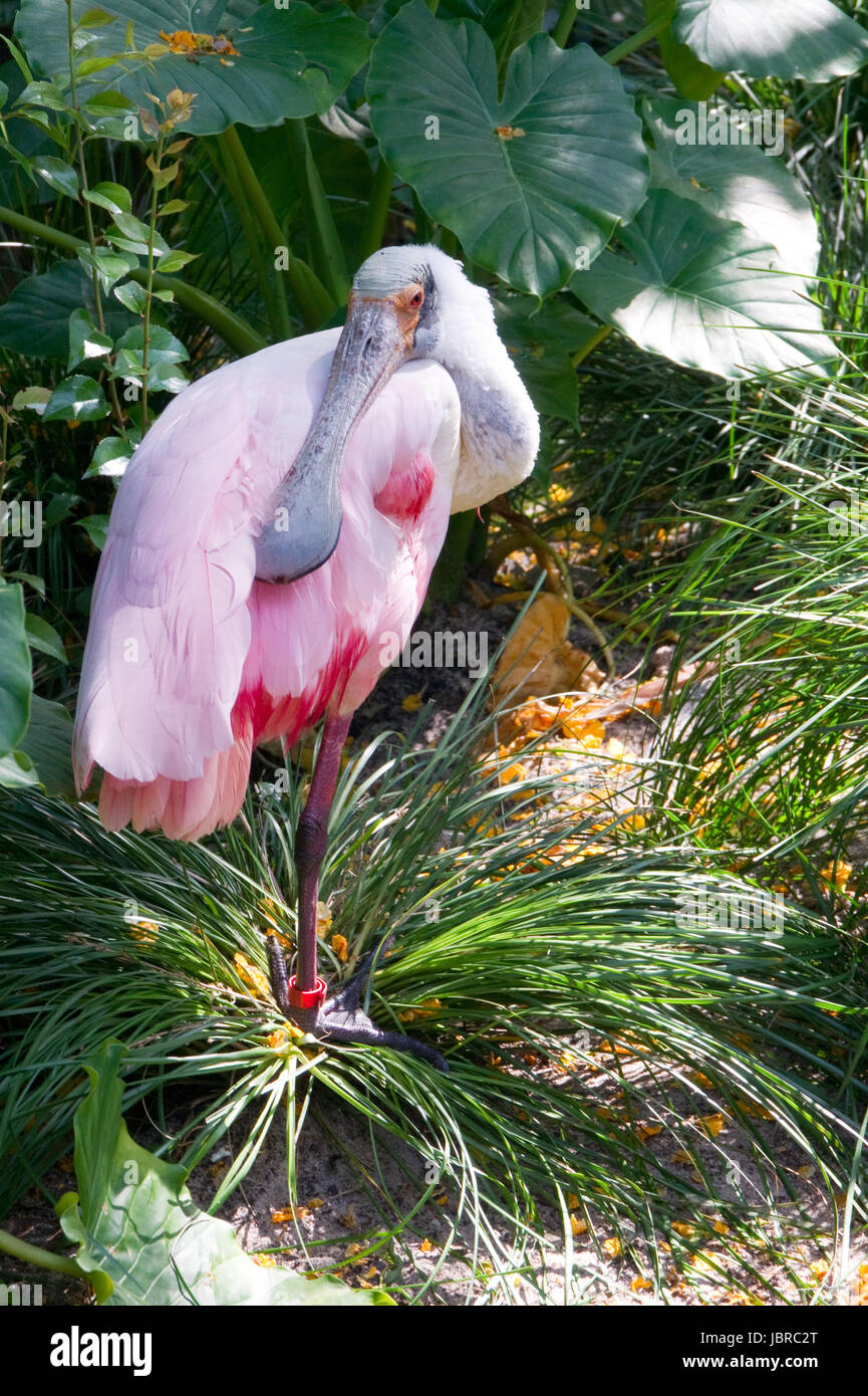 Rosalöffler, Rosalöffler, Vogel, Gattung, Art, Rosa, Weiß, Löffel, Schnabel, Nase, ciconiiformes, ibisvogel, Vögel, Löffler, Färbung, Gefieder, Stelzenläufer Beine, Schnabel Ansatz, Feuchtgebiete, Florida, Everglades Stockfoto