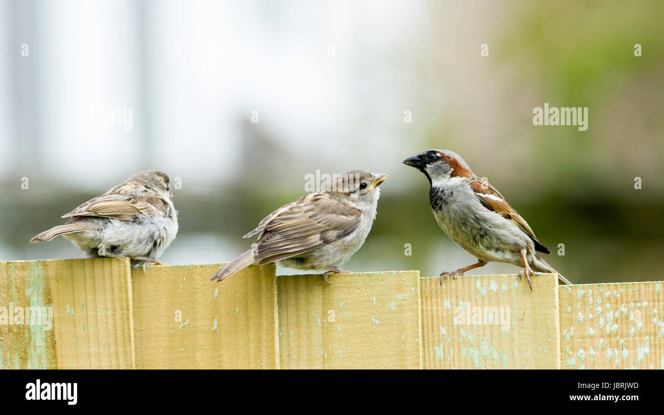 Brighton, UK. 12. Juni 2017. Ein Erwachsener ernährt Haussperling seine jungen ein Gartenzaun in Brighton heute bei hellen und luftigen Wetter. Haussperlinge wurden in stetigen Rückgang im gesamten Vereinigten Königreich in den letzten Jahren aus vielen Gründen ist die Erhöhung der Nachstellung durch Hauskatzen Credit: Simon Dack/Alamy Live News Stockfoto