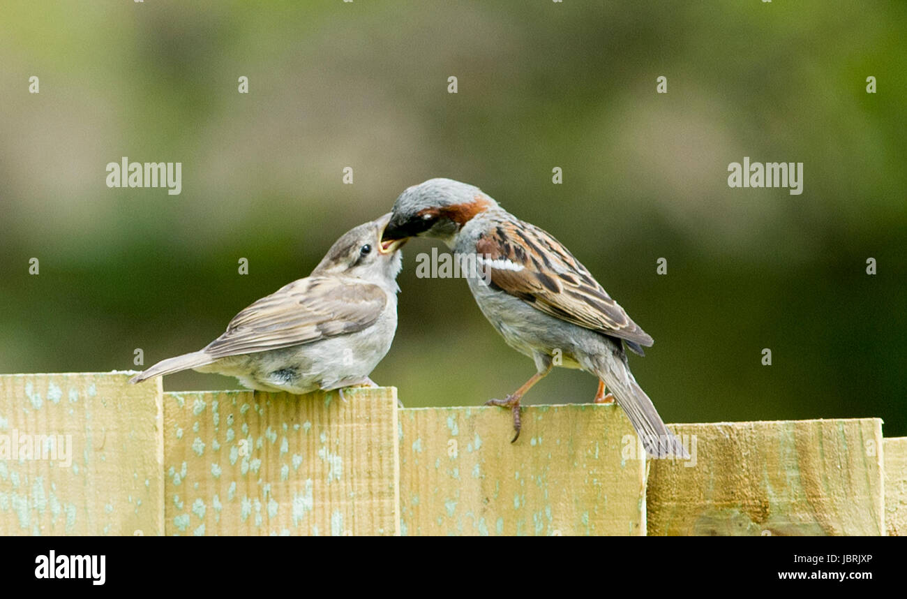 Brighton, UK. 12. Juni 2017. Ein Erwachsener ernährt Haussperling seine jungen ein Gartenzaun in Brighton heute bei hellen und luftigen Wetter. Haussperlinge wurden in stetigen Rückgang im gesamten Vereinigten Königreich in den letzten Jahren aus vielen Gründen ist die Erhöhung der Nachstellung durch Hauskatzen Credit: Simon Dack/Alamy Live News Stockfoto