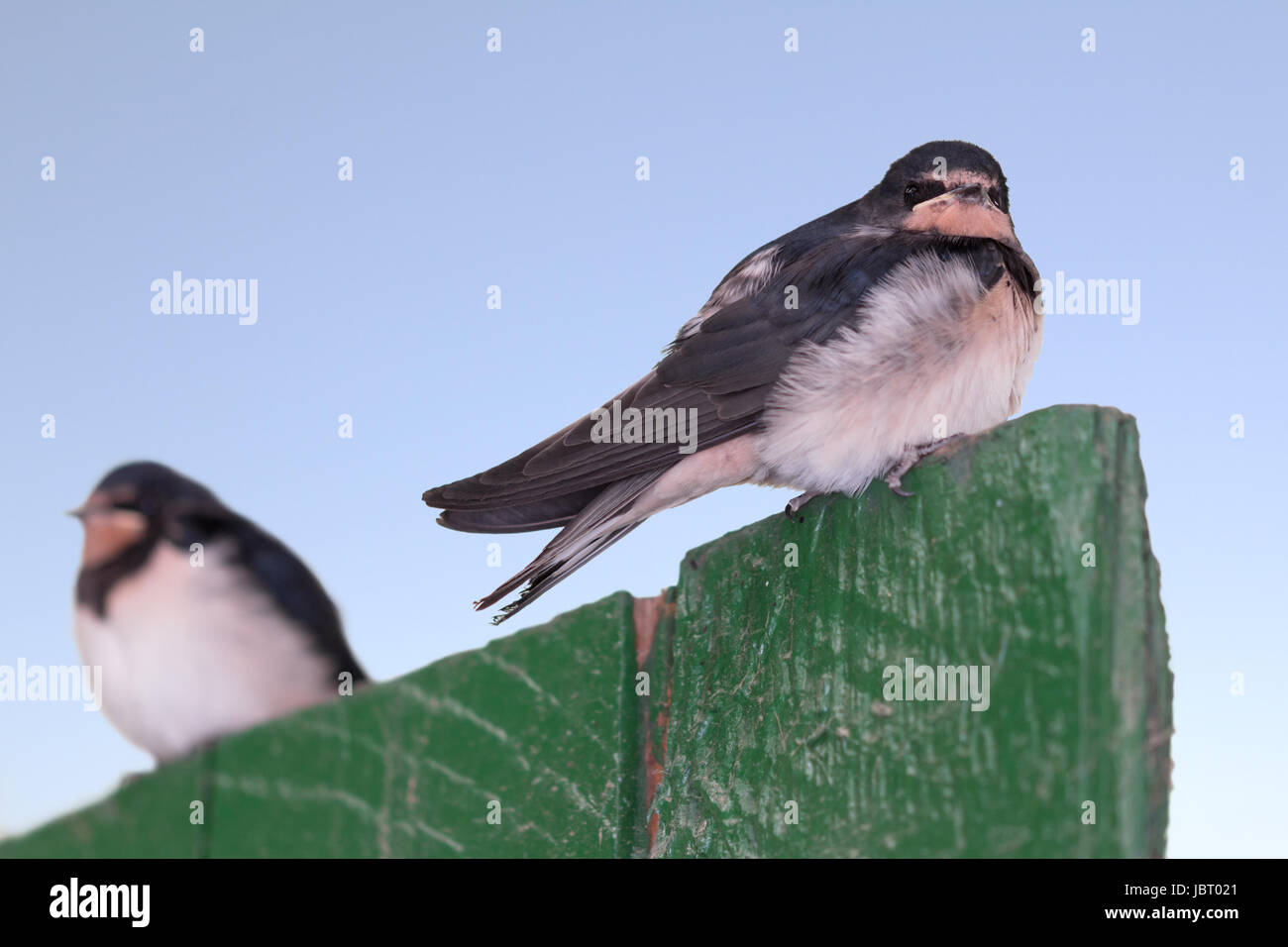 Zwei Junge Schwalben Stockfoto