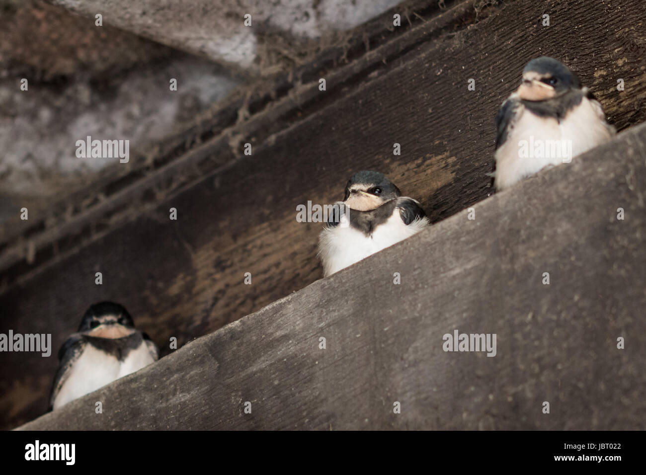 Drei Junge Sitzende Schwalben Stockfoto