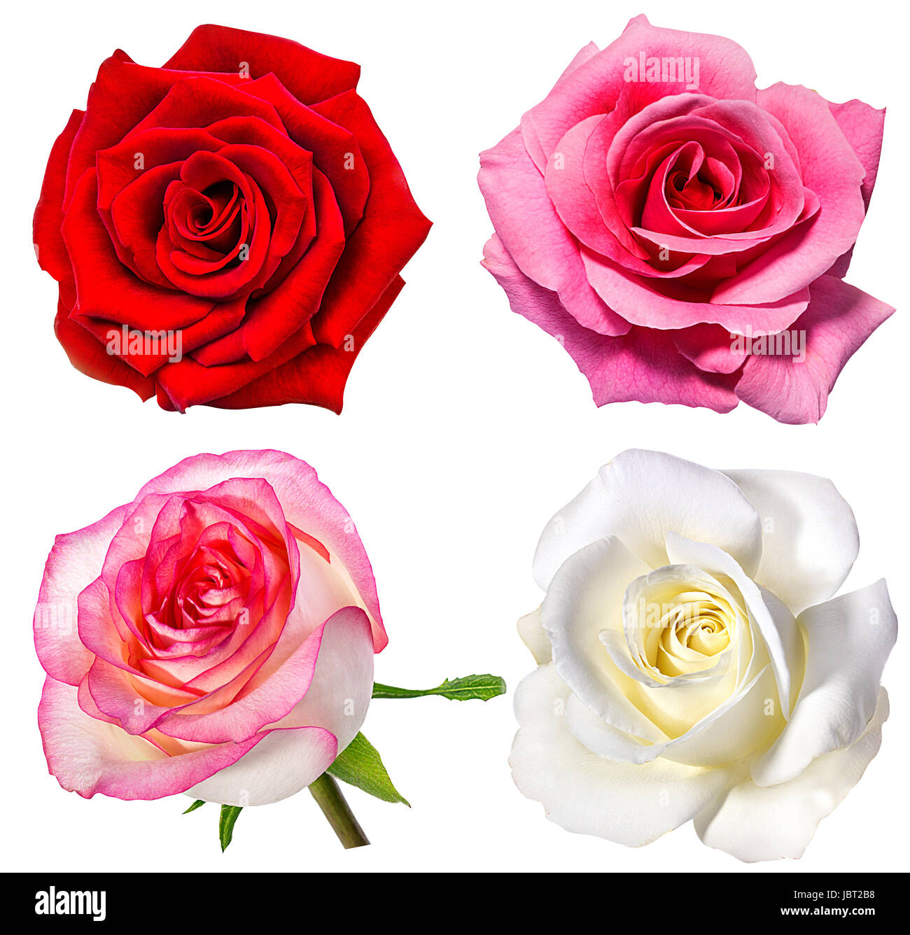Sammlung von Rosen auf dem weißen Hintergrund isoliert Stockfoto