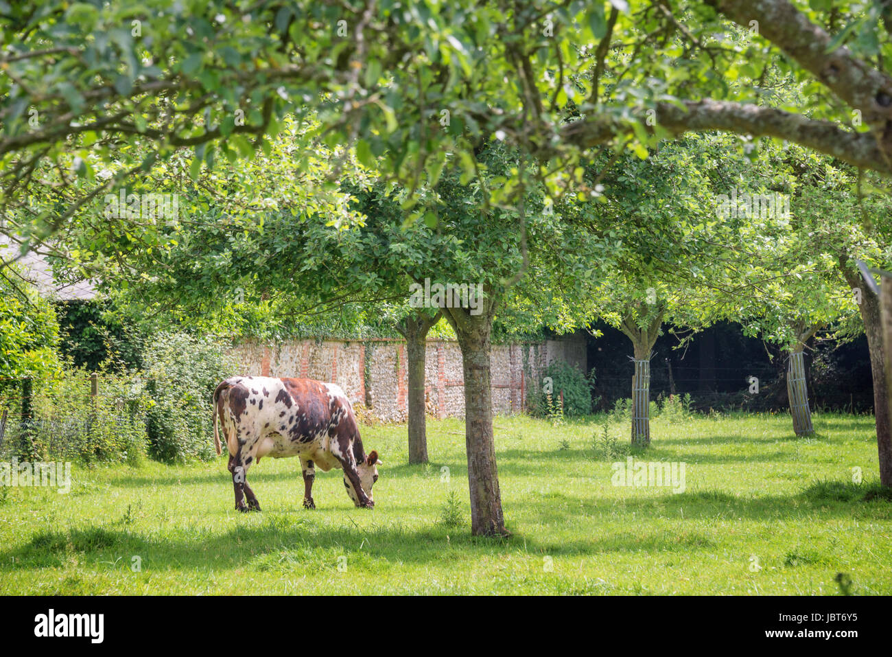 Norman Kuh Weiden auf grüner Wiese mit Apfelbäumen an einem sonnigen Tag in der Normandie, Frankreich. Sommer-Landschaft und Weideland für Kühe Stockfoto