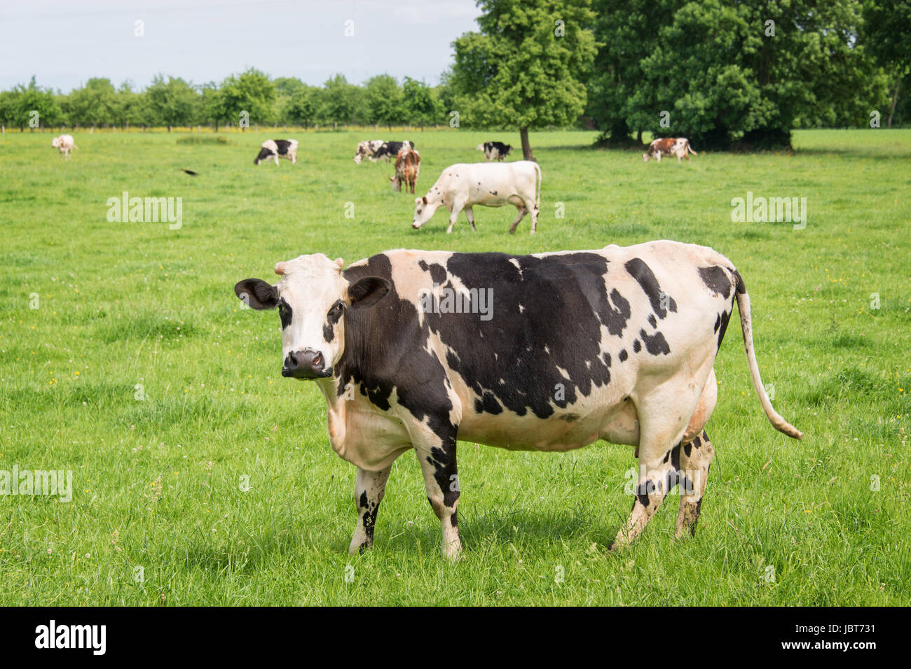 Norman schwarz / weiß Kühe weiden auf grüner Wiese mit Bäumen an einem sonnigen Tag in der Normandie, Frankreich. Sommer-Landschaft und pastu Stockfoto