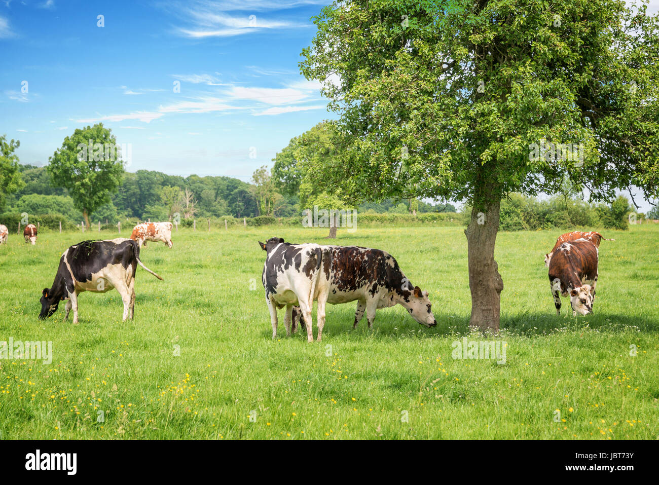 Norman schwarz / weiß Kühe weiden auf grüner Wiese mit Bäumen an einem sonnigen Tag in der Normandie, Frankreich. Sommer-Landschaft und pastu Stockfoto
