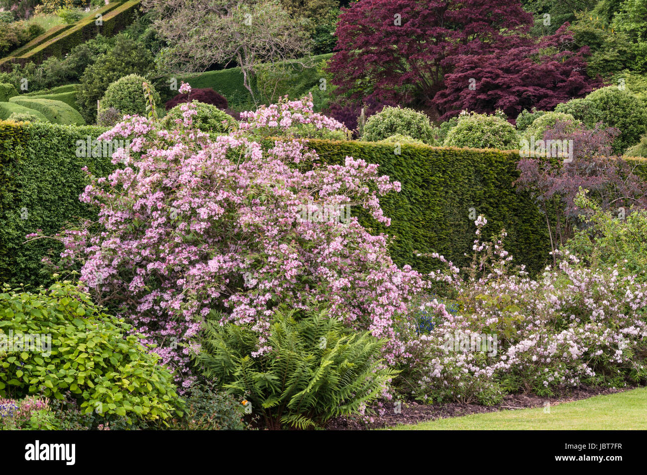 Powis Castle Gardens, Welshpool, Wales, UK. Diese 17c Barockgarten ist berühmt für seine riesigen alten Formschnitt Eibe Bäume und Hecken Stockfoto