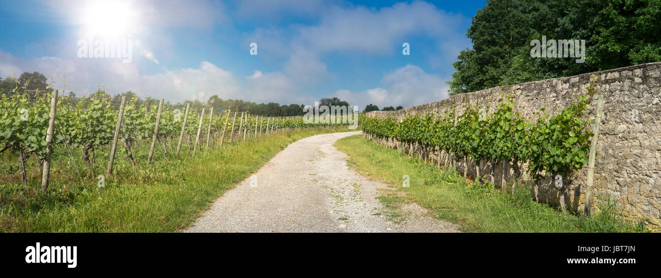 Straße in den Weinberg mit strahlende Sonne Stockfoto
