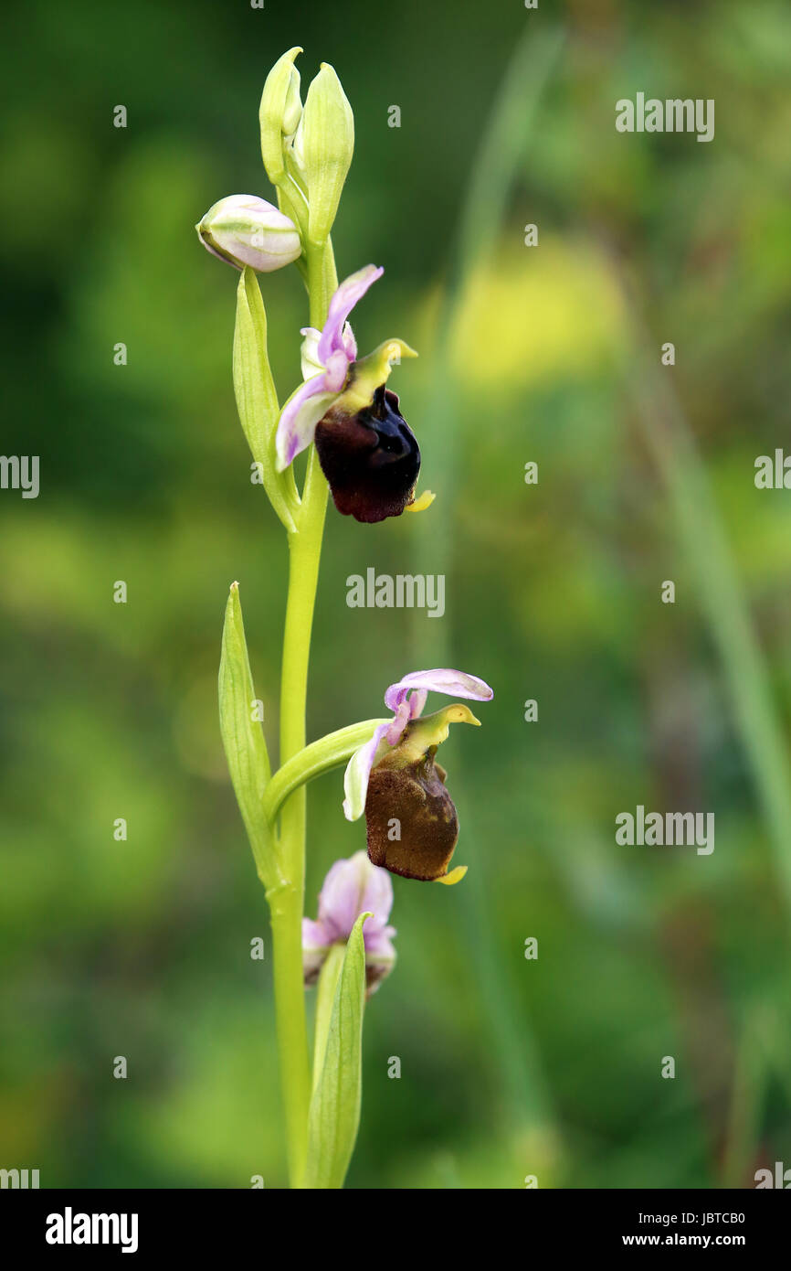 Makro von Bumblebee ophrys Holoserica Stockfoto