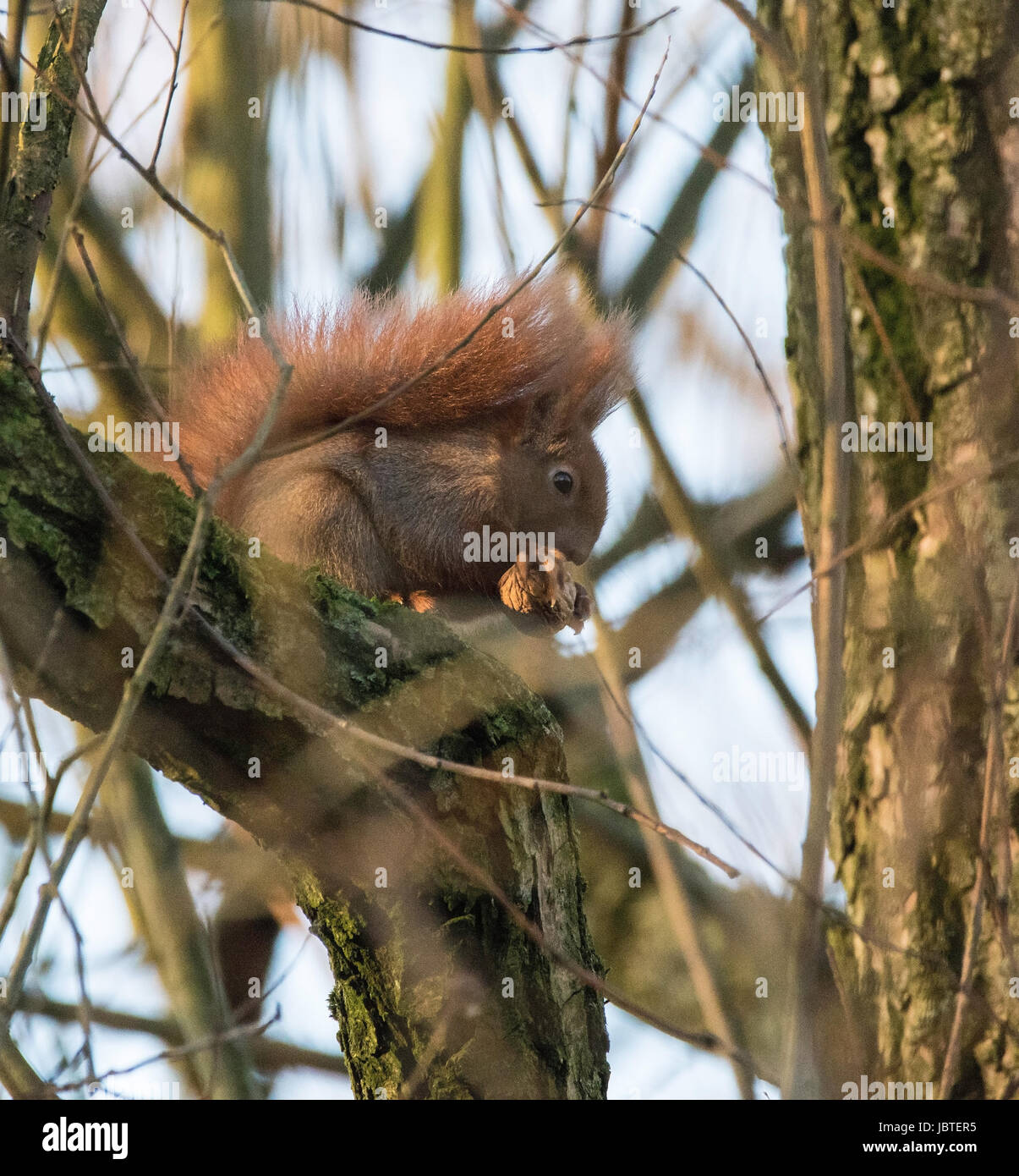 Eichhörnchen Mit Walnuß, Sciurus Vulgaris, Juglans Regia / rote ...